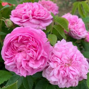 Damask Roses